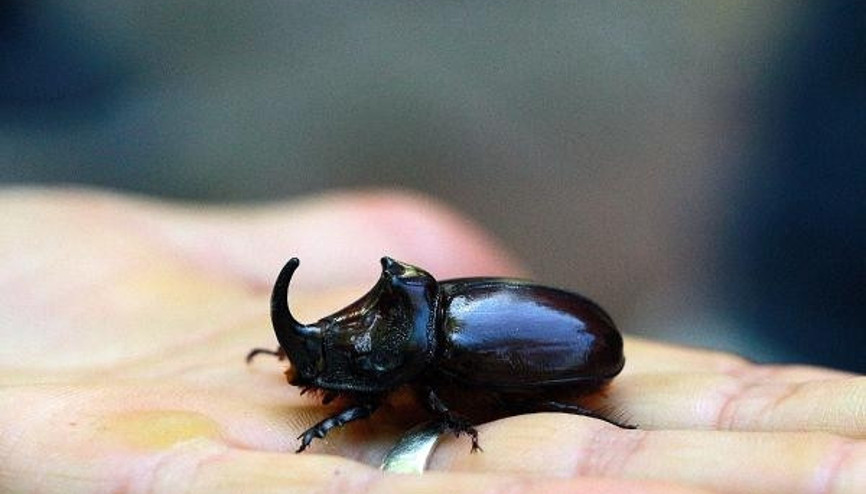Bingölde gergedan böceği bulundu