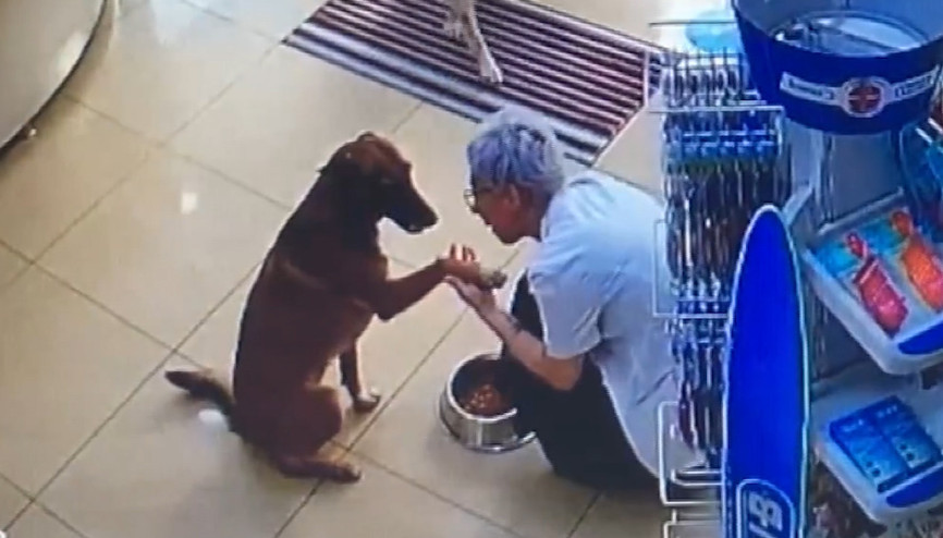 Patisinden yaralanan akıllı köpek eczacıdan böyle yardım istedi