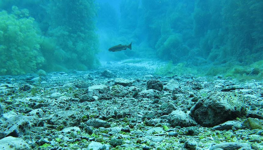 Türkiyenin denizleri istilacı türlerden korunacak