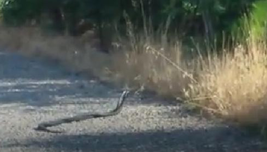 Elazığda yılanların çiftleşme dansı Elazığda yılanların çiftleşme dansı