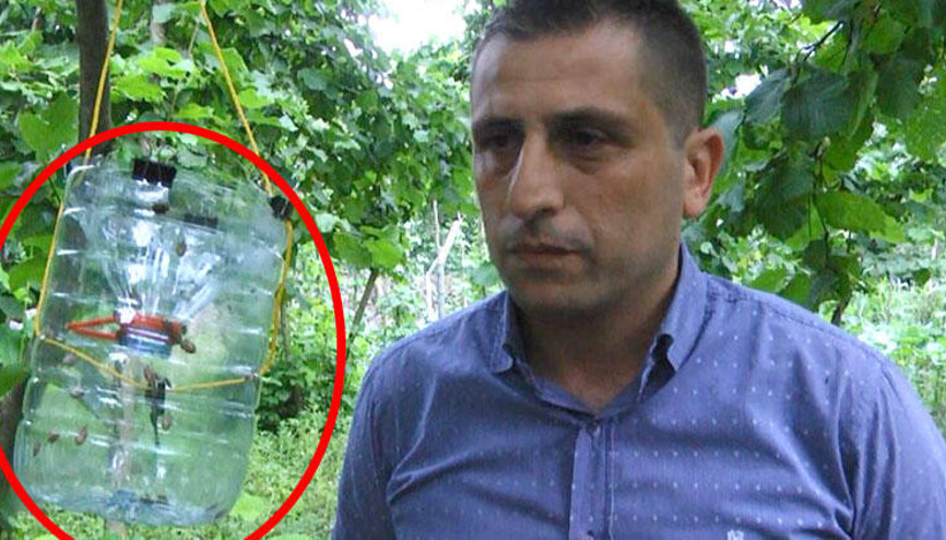 Fındığa kahverengi kokarca tehditi