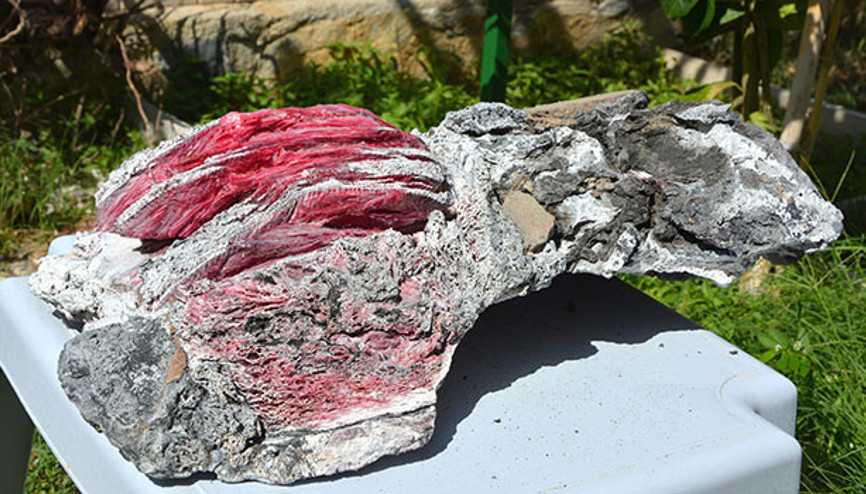 Yüzerken buldu, gözlerine inanamadı