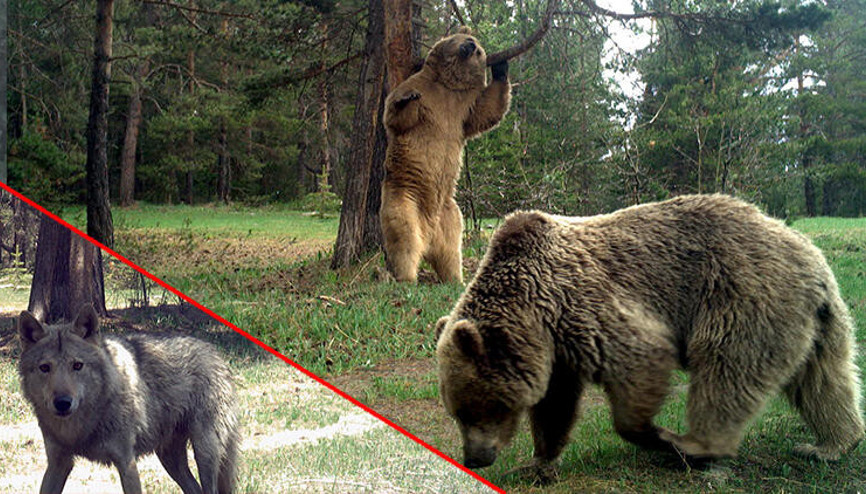 Yaban hayatının gizemi foto kapanlarla ortaya çıkıyor