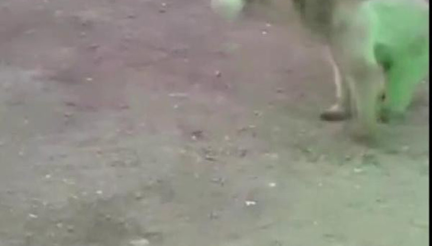 Şantiyeye inen ayı, bekçinin attığı topla oynadı Şantiyeye inen ayı, bekçinin attığı topla oynadı