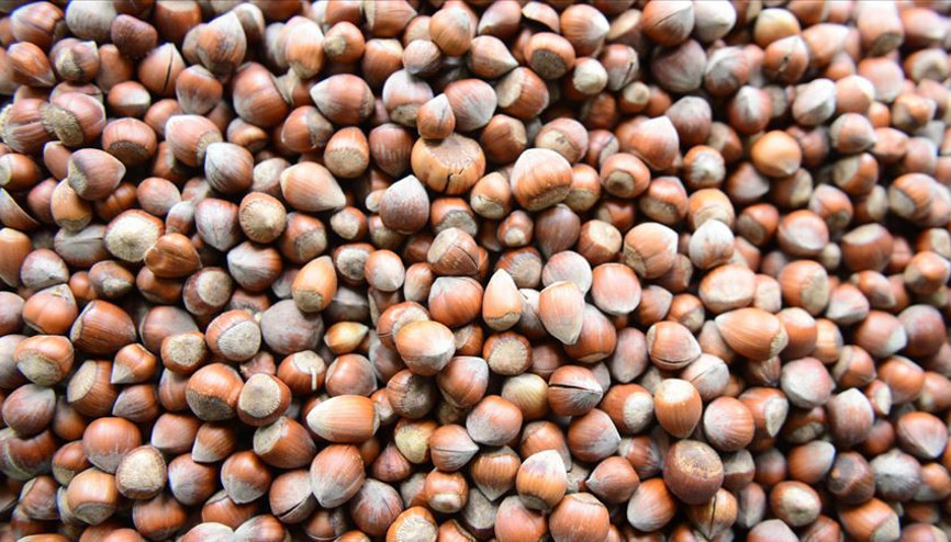 Türkiyeden 10 ayda 245 bin ton fındık ihraç edildi