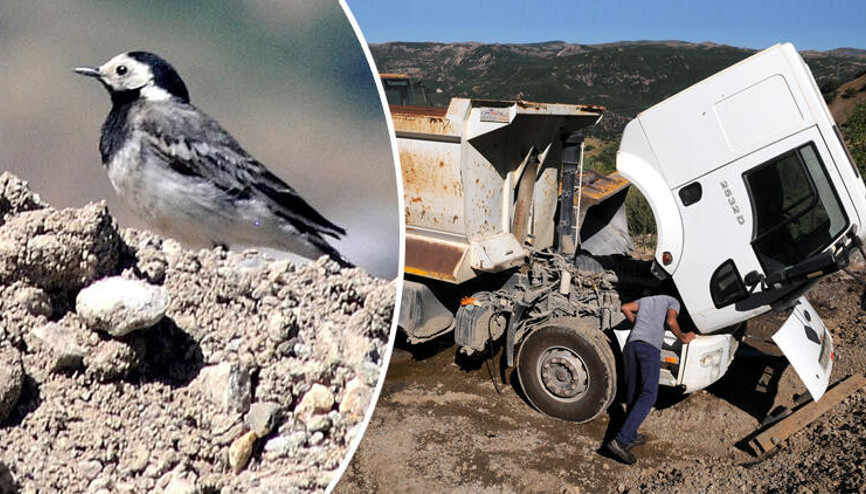 Motorunda kuşun yuva yaptığı kamyon seferden çekildi