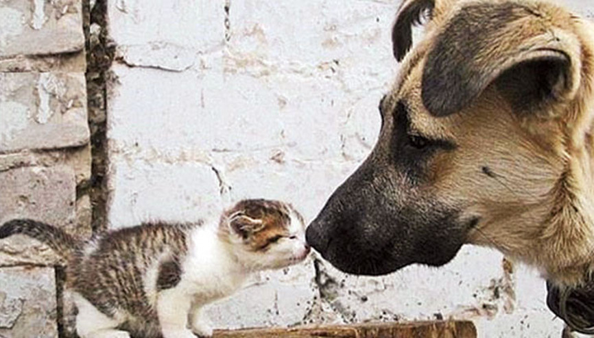 Yılbaşına kadar hakları çıkacak