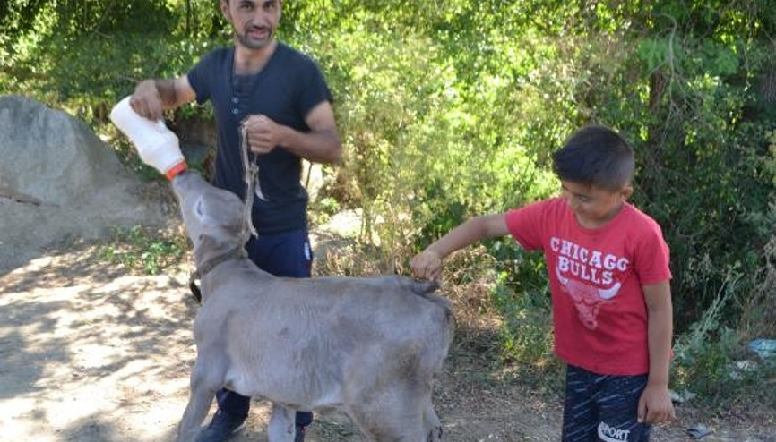 Kuyruksuz ve makatsız doğan buzağı, iki aylık oldu