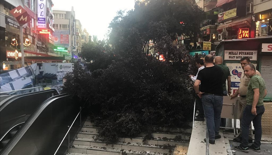 Devrilen ağacın altında kaldılar