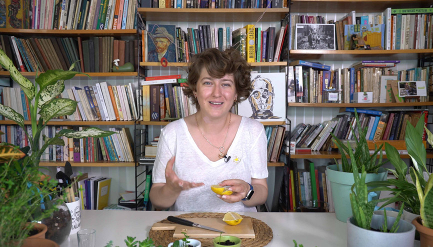 Limon çekirdeği filizlendirme