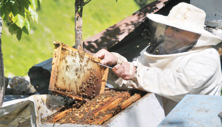 Anzer balının kilosu bin lira