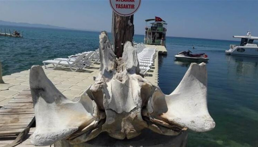 Deniz kıyısında devasa kemikler bulundu