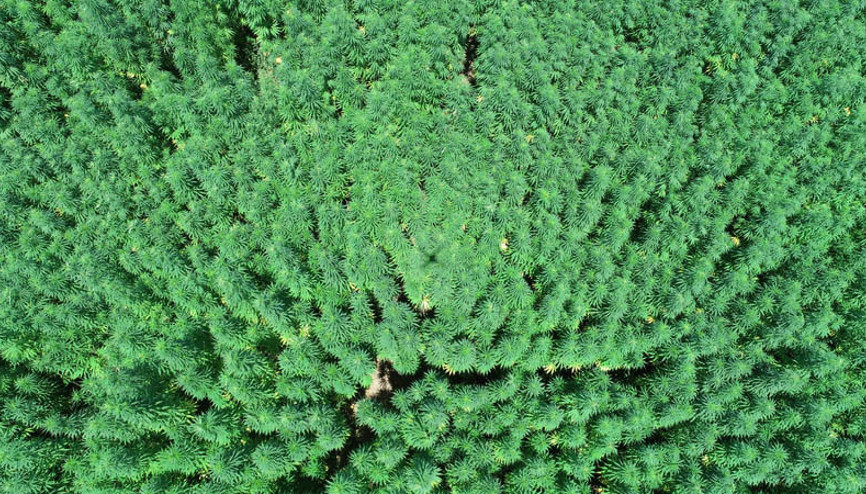 Türkiye bunları bekliyor Boyları 5 metreyi aştı