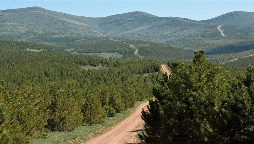BOTAŞ 1 milyon 200 bin metrekarelik alanı ağaçlandıracak