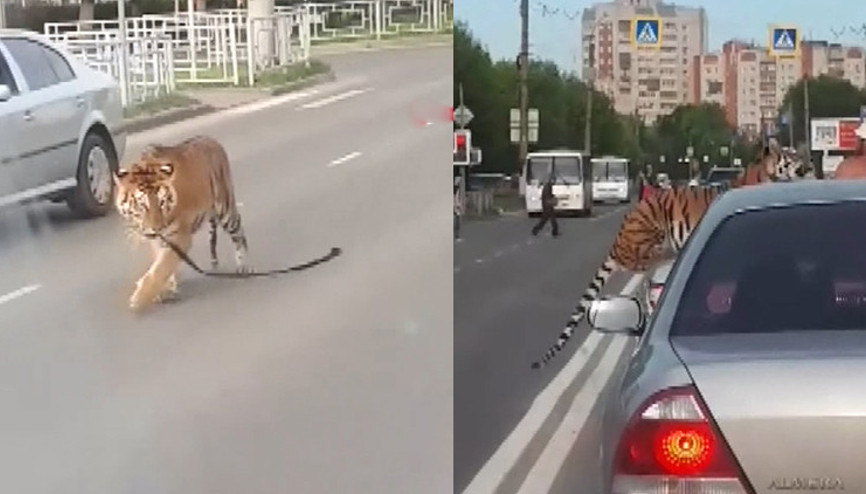 Otomobilden kaplan atladı