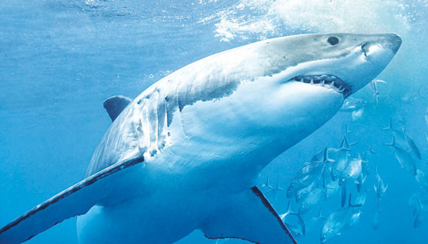 Çanlar köpekbalıkları için çalıyor