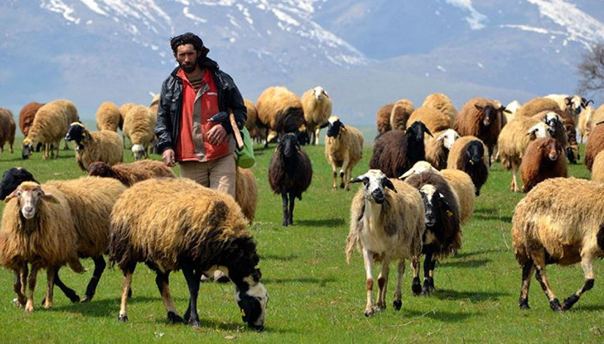 DAP desteğiyle zorlu meralarda hayvancılık kolaylaşıyor
