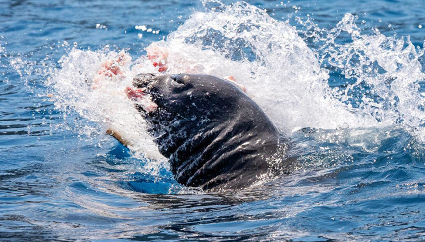 Antalyada görüntülendi Pek bilinmeyen bir olay... Parçalayarak yedi