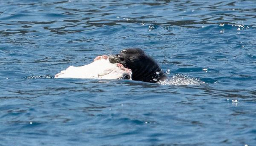 Akdeniz foku Kekovada balık yerken görüntülendi