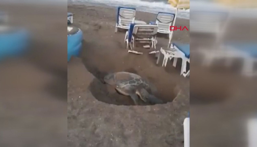 Şezlonglar arasında yumurtlama alanı arayan kaplumbağa tartışması