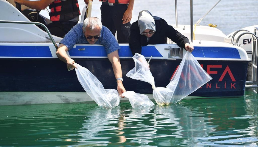 16 bin yavru sazan suyla buluştu 16 bin yavru sazan suyla buluştu