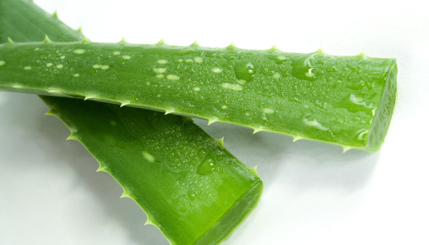 Aloe vera jeli nasıl çıkartılır Aloe vera jeli nasıl çıkartılır