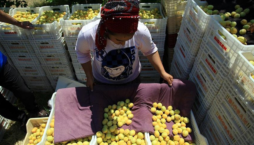 Kayısı ihracatında 251 milyon dolar girdi sağlandı