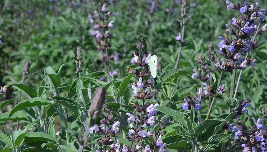 Kekik suyu nasıl yapılır, faydaları neler Kekik suyu nasıl yapılır, faydaları neler