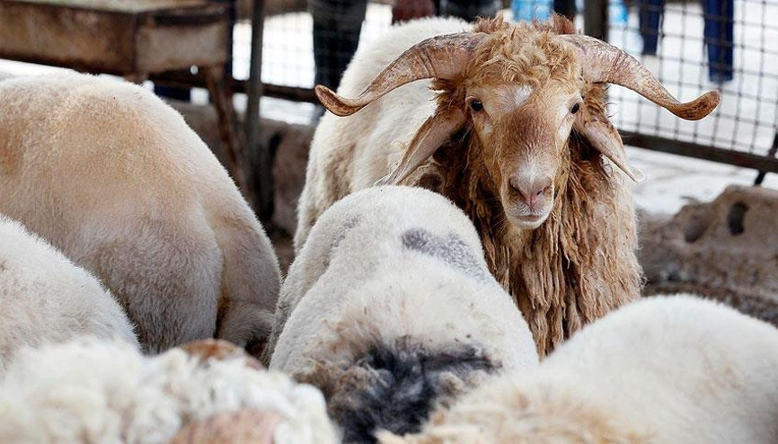 Kurban kesim vakti ne zaman başlar ve biter Kimler kurban kesmekle yükümlüdür Kurban kesim vakti ne zaman başlar ve biter Kimler kurban kesmekle yükümlüdür