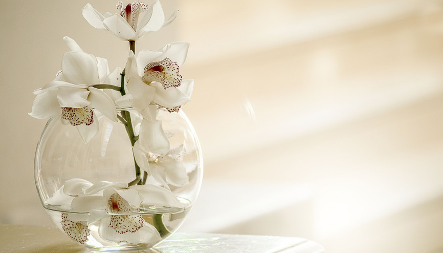 Orkide nasıl sulanır