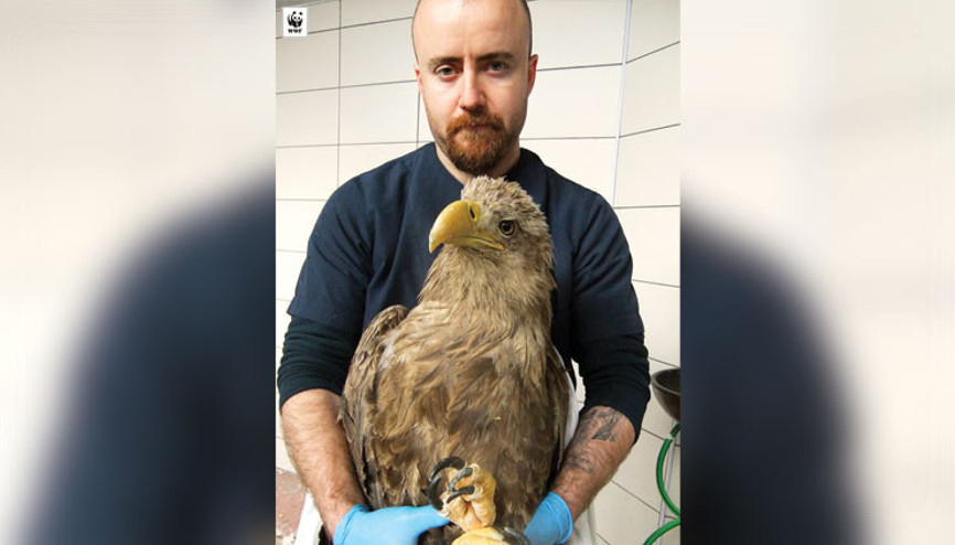 ‘Uçamayan şahin ihbarı siyah bir tavuk çıktı’