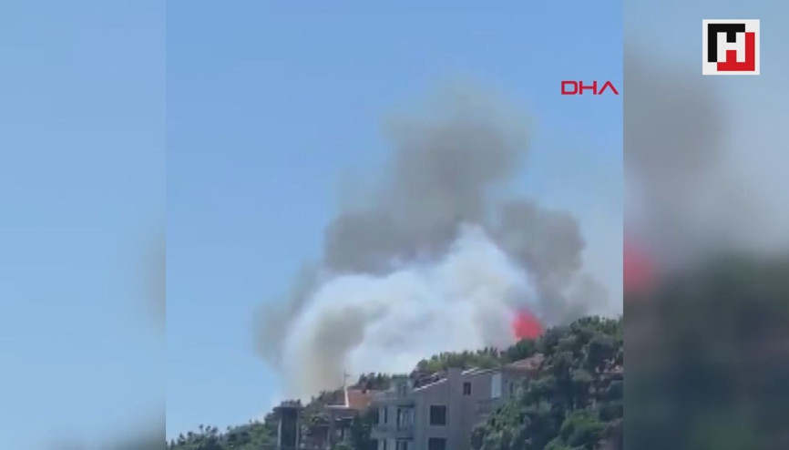 Burgazadada ormanlık alanda yangın çıktı