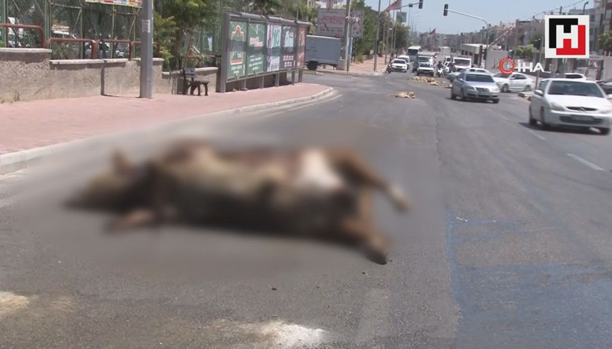 TIRdan caddeye dökülen boğa leşi ve işkembeler zor anlar yaşattı