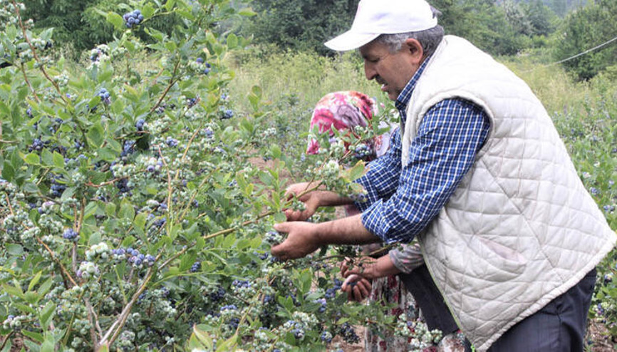 Dağ ilçelerinde yaban mersini yetiştiriciliğine rağbet