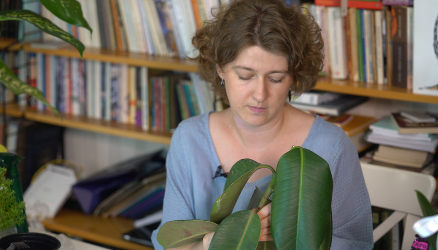 Ficus elastica nasıl çoğaltılır