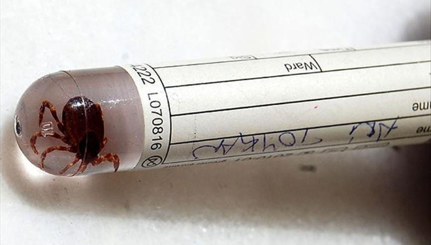 Lyme hastalığı nedir