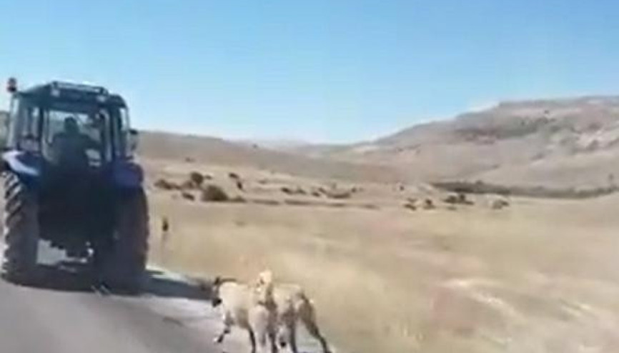 Kangal köpeklerini zincirle traktöre bağlayıp koşturdu