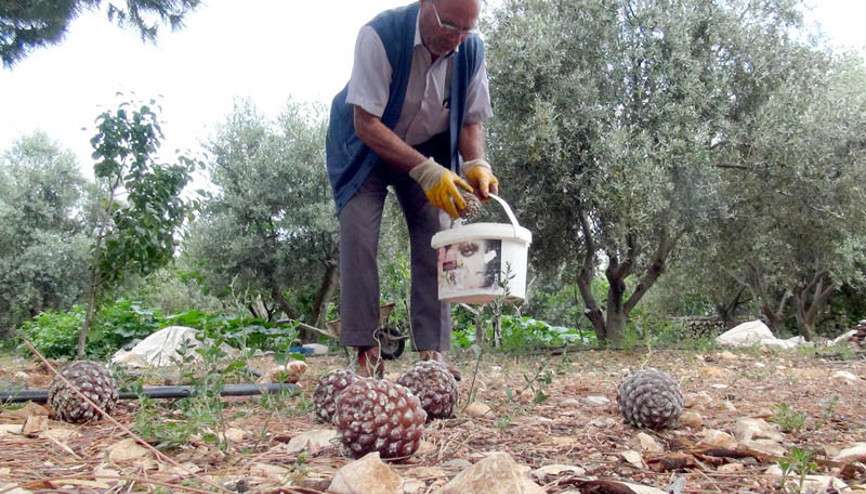 Gölgesi için dikti ama bu kadarını kimse beklemiyordu İlk hasadında 40 bin TL kazandı