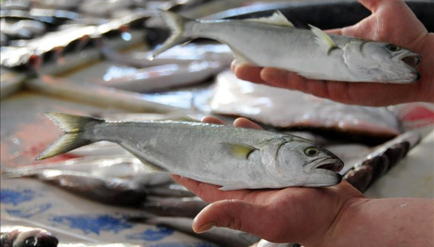 Yeni sezonda balıkçının umudu lüfer