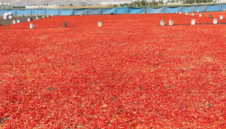 40 derece sıcakta, güneş altında... Çoluk çocuk bir arada