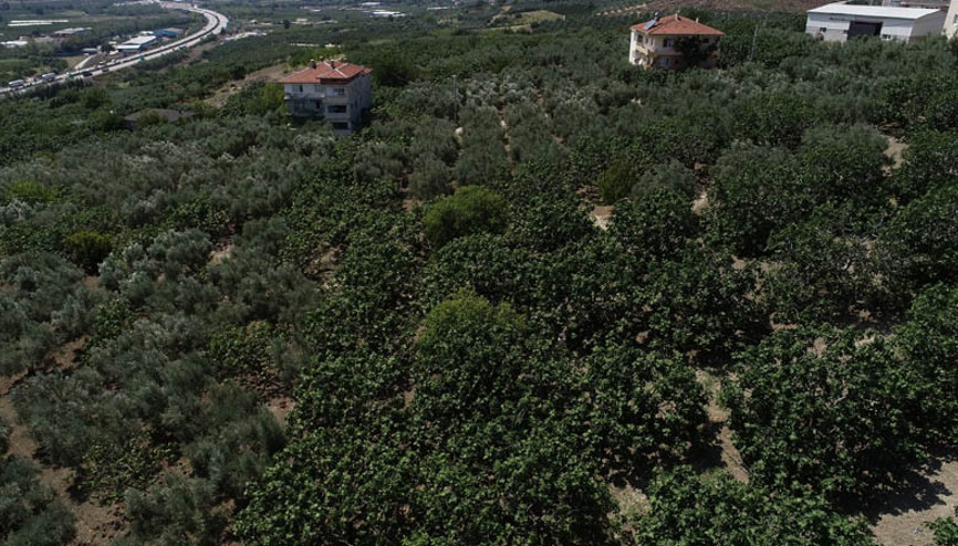 1400 nüfuslu köy 3 katına çıkıyor Bursadan İngiliz Kraliyet ailesinin mutfağına gidiyor