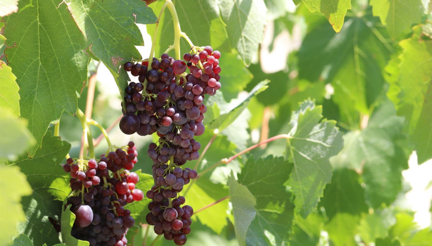 Mersinde kişniş üzümü hasadı başladı