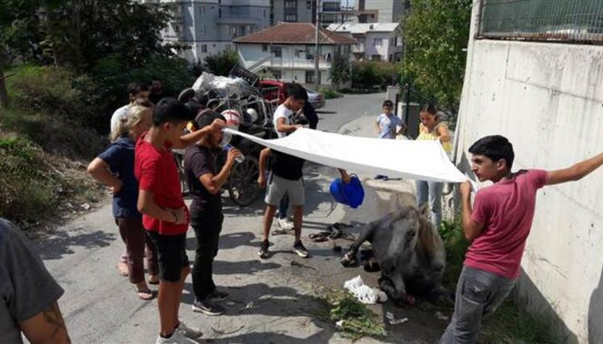 Yaralı atı sahibinin elinden izne gelen JÖH kurtardı