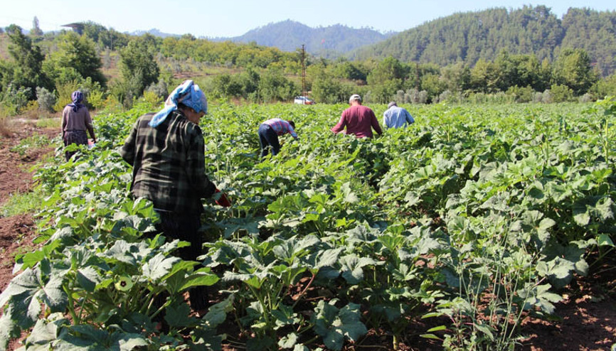 Yöneticiliği bırakıp çiftçi oldu Hobi olarak başladı ticarete çevirdi