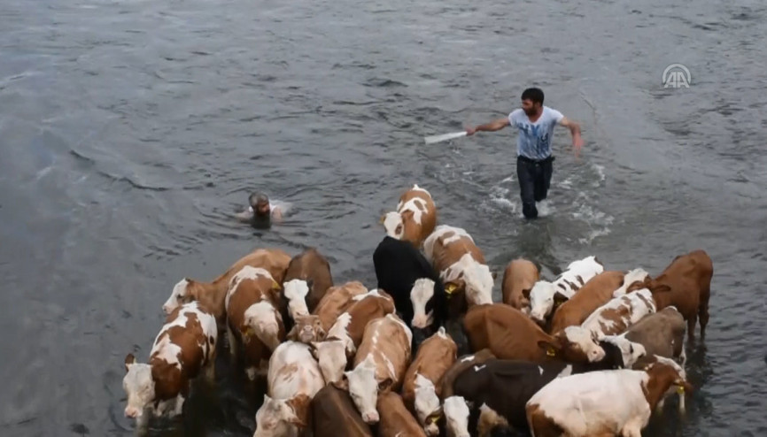 Sıcaktan etkilenen hayvanları akarsuda serinletiyorlar