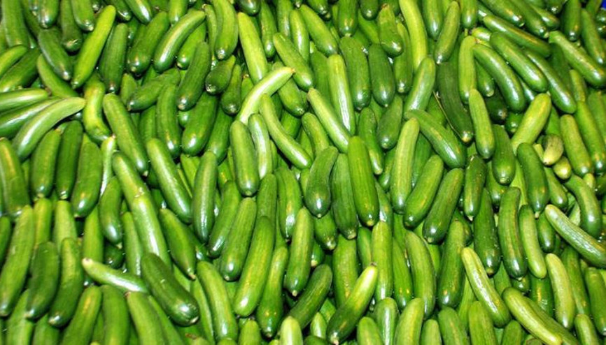 Ağustos ayı zam şampiyonu salatalık oldu