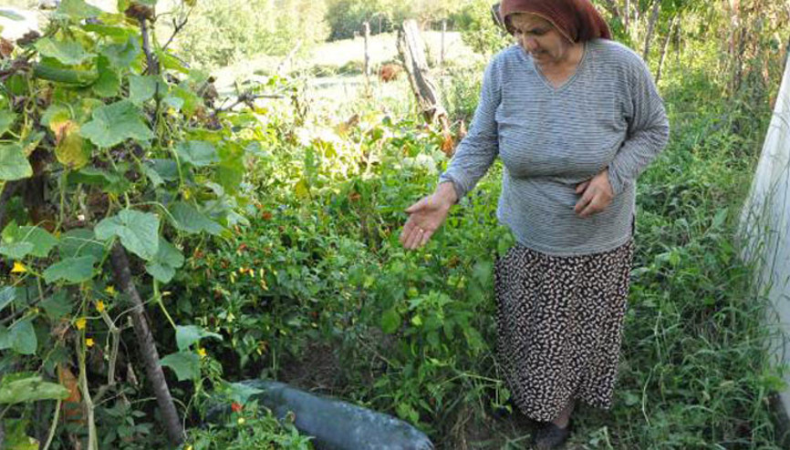 Çin salatalıkları 1 metreye ulaşınca paniğe kapıldı Çin salatalıkları 1 metreye ulaşınca paniğe kapıldı