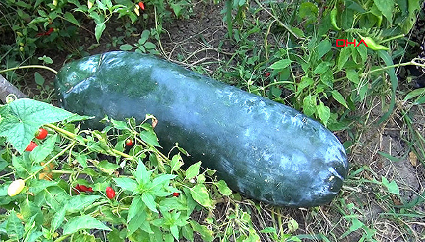 Çin salatalıkları 1 metreye ulaşınca paniğe kapıldı Çin salatalıkları 1 metreye ulaşınca paniğe kapıldı