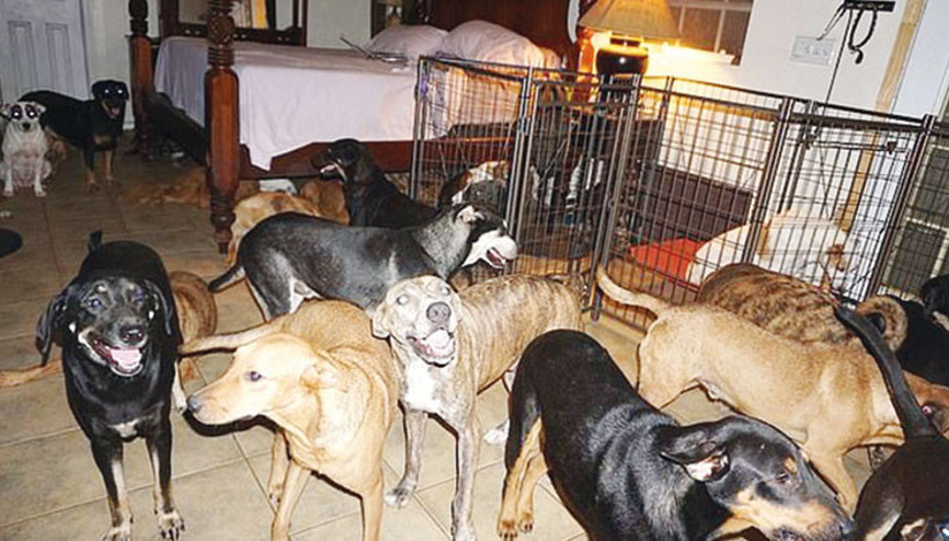 97 köpeğe evini açtı
