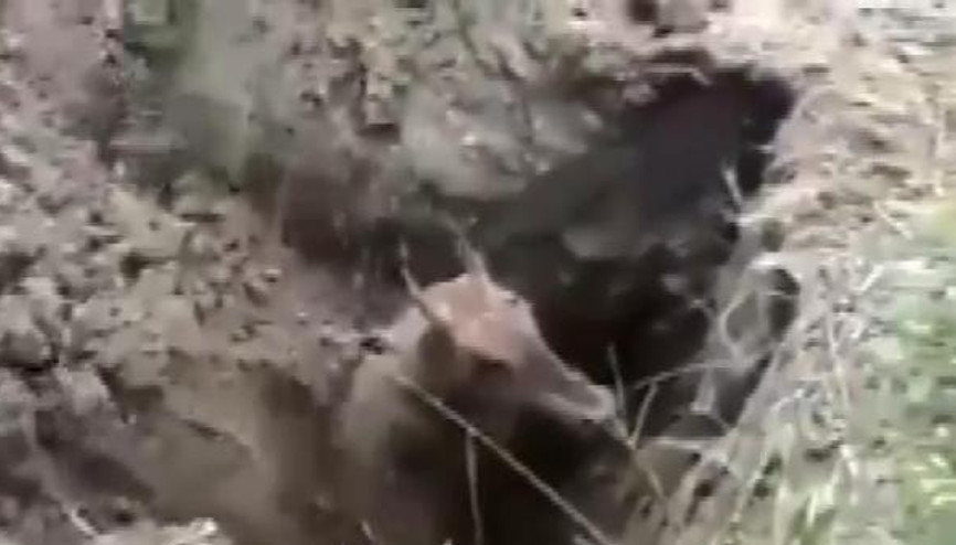 Canlı canlı gömdüler Canlı canlı gömdüler